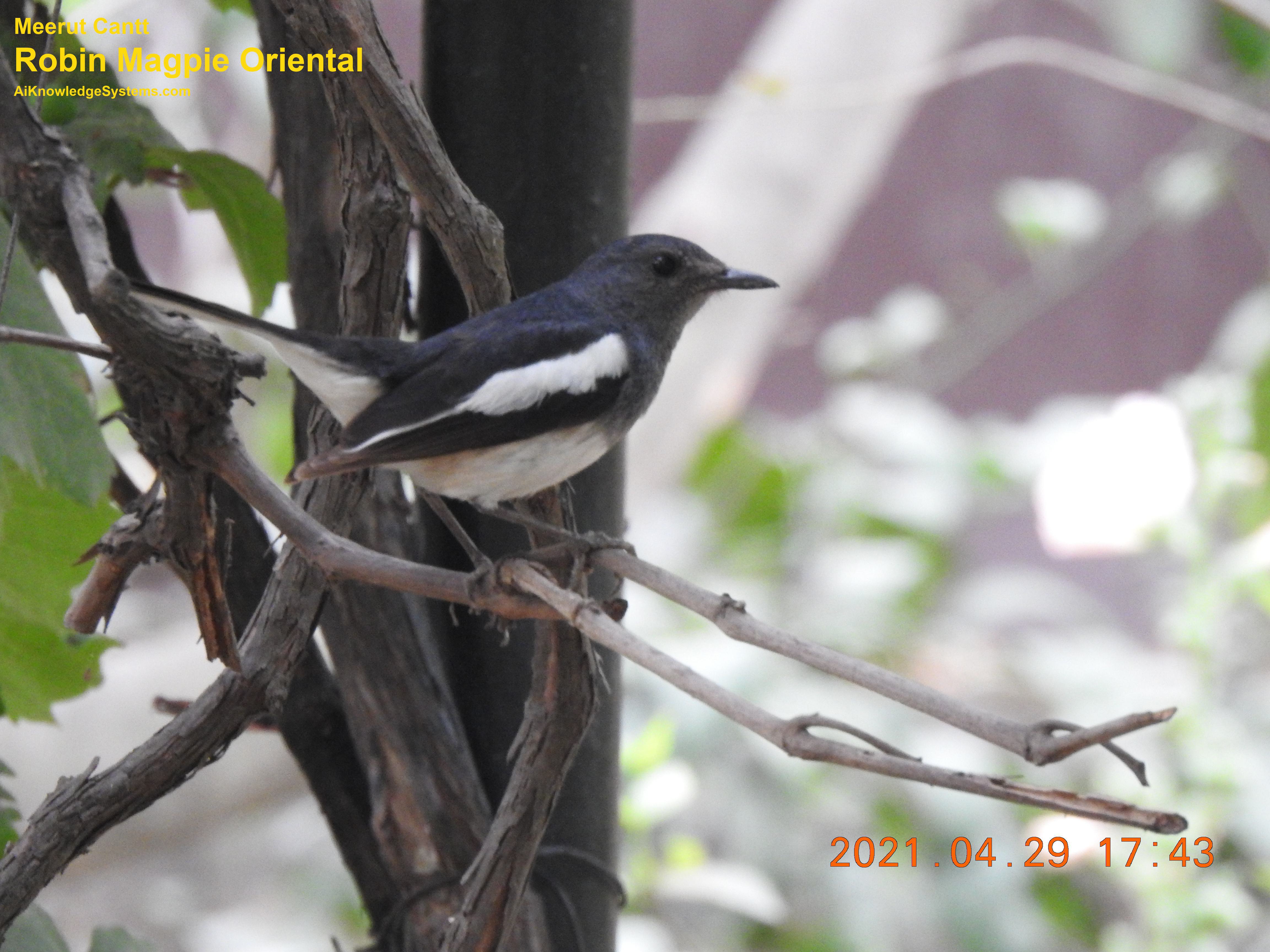 Magpie Robin (15) Coming Soon